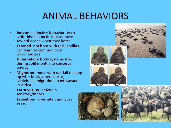 ANIMAL BEHAVIORS • • • Innate- instinctive behavior- born with this; sea turtle babies