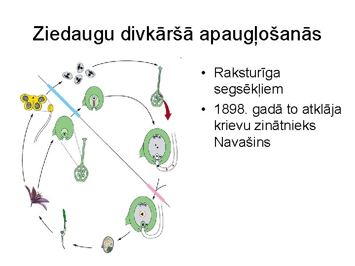 Ziedaugu divkāršā apaugļošanās • Raksturīga segsēkļiem • 1898. gadā to atklāja krievu zinātnieks Navašins