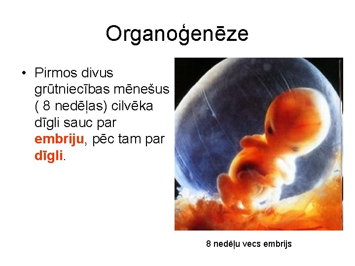 Organoģenēze • Pirmos divus grūtniecības mēnešus ( 8 nedēļas) cilvēka dīgli sauc par embriju,