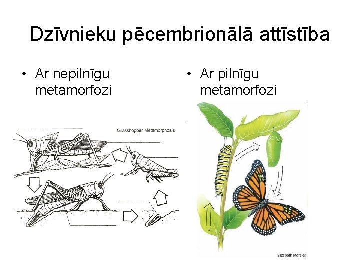 Dzīvnieku pēcembrionālā attīstība • Ar nepilnīgu metamorfozi • Ar pilnīgu metamorfozi 