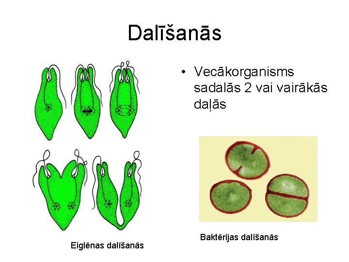 Dalīšanās • Vecākorganisms sadalās 2 vairākās daļās Eiglēnas dalīšanās Baktērijas dalīšanās 