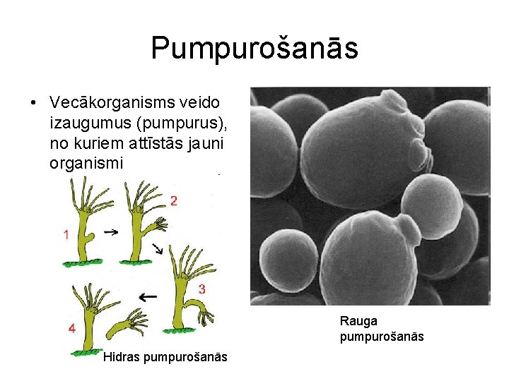 Pumpurošanās • Vecākorganisms veido izaugumus (pumpurus), no kuriem attīstās jauni organismi Rauga pumpurošanās Hidras