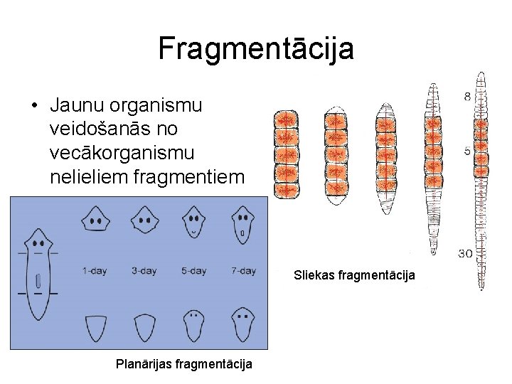 Fragmentācija • Jaunu organismu veidošanās no vecākorganismu nelieliem fragmentiem Sliekas fragmentācija Planārijas fragmentācija 