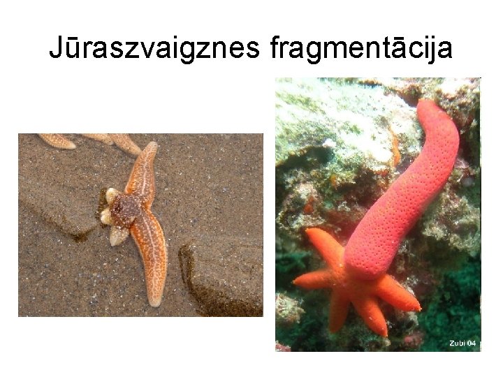 Jūraszvaigznes fragmentācija 