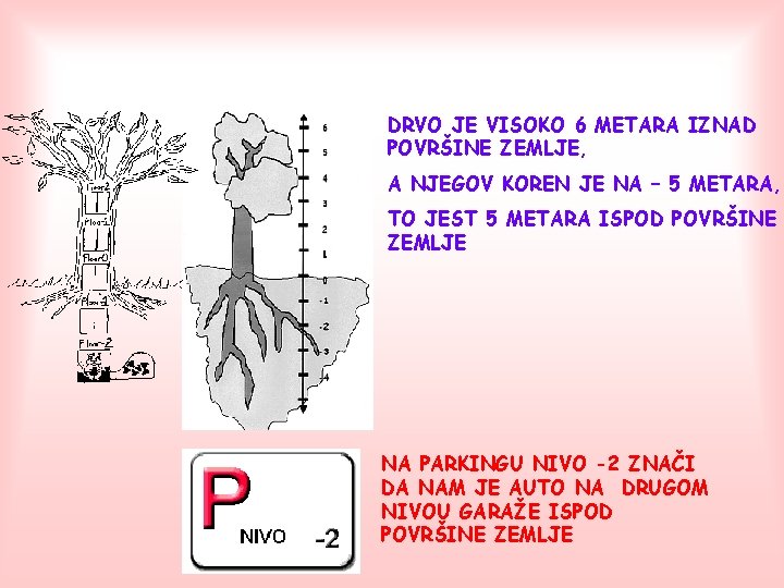 DRVO JE VISOKO 6 METARA IZNAD POVRŠINE ZEMLJE, A NJEGOV KOREN JE NA –