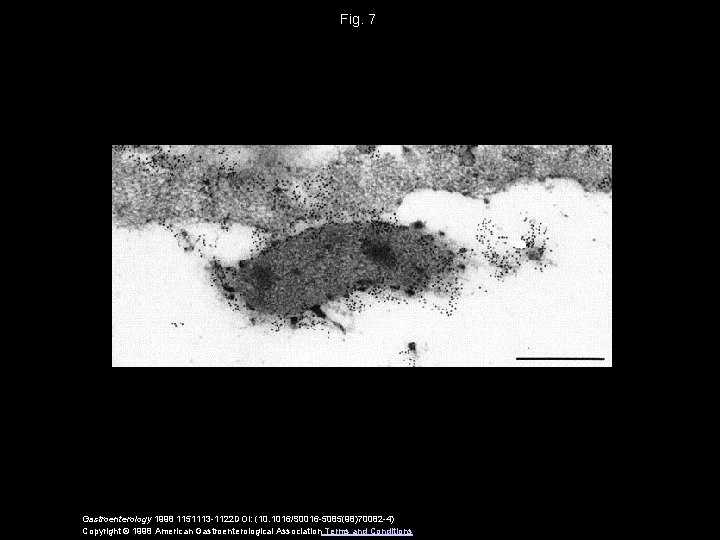 Fig. 7 Gastroenterology 1998 1151113 -1122 DOI: (10. 1016/S 0016 -5085(98)70082 -4) Copyright ©