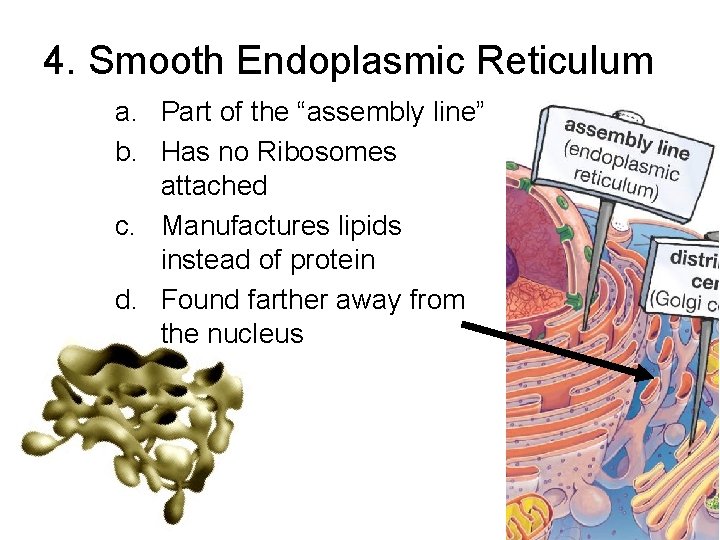 4. Smooth Endoplasmic Reticulum a. Part of the “assembly line” b. Has no Ribosomes