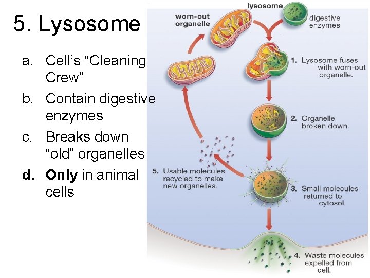 5. Lysosome a. Cell’s “Cleaning Crew” b. Contain digestive enzymes c. Breaks down “old”