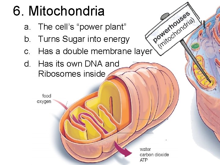 6. Mitochondria a. b. c. d. The cell’s “power plant” Turns Sugar into energy