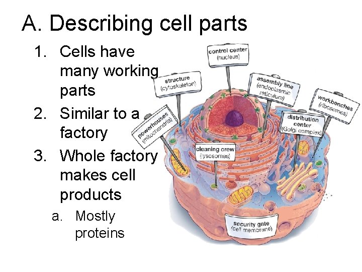 A. Describing cell parts 1. Cells have many working parts 2. Similar to a