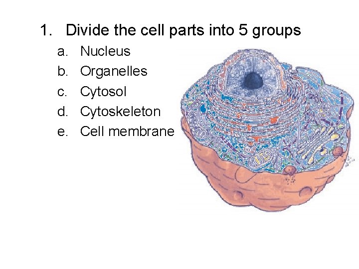 1. Divide the cell parts into 5 groups a. b. c. d. e. Nucleus