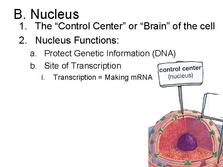 B. Nucleus 1. The “Control Center” or “Brain” of the cell 2. Nucleus Functions: