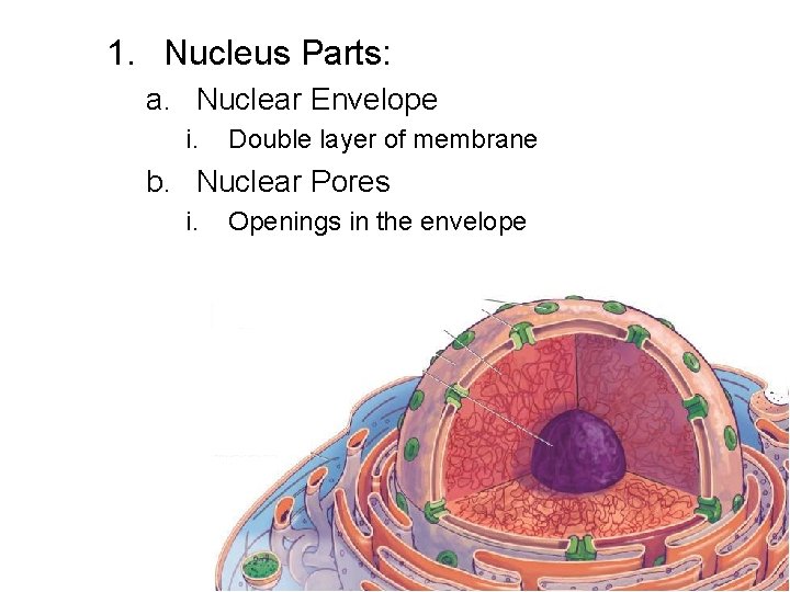 1. Nucleus Parts: a. Nuclear Envelope i. Double layer of membrane b. Nuclear Pores