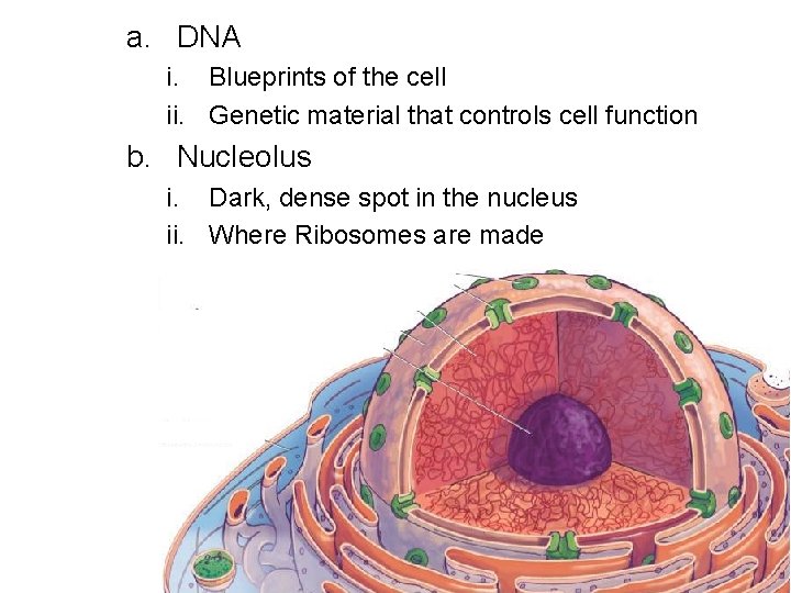 a. DNA i. Blueprints of the cell ii. Genetic material that controls cell function
