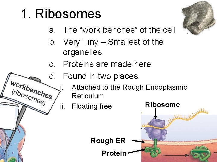 1. Ribosomes a. The “work benches” of the cell b. Very Tiny – Smallest