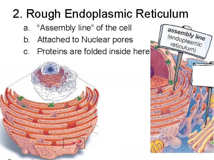 2. Rough Endoplasmic Reticulum a. “Assembly line” of the cell b. Attached to Nuclear