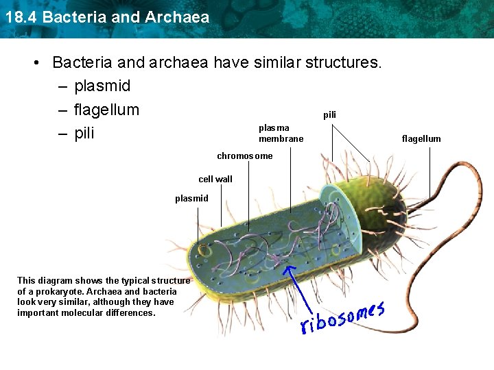 18. 4 Bacteria and Archaea • Bacteria and archaea have similar structures. – plasmid