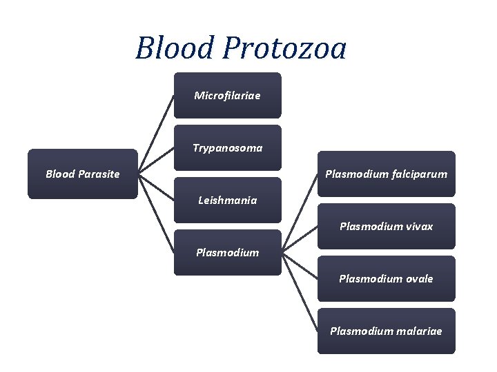 Blood Protozoa Microfilariae Trypanosoma Blood Parasite Plasmodium falciparum Leishmania Plasmodium vivax Plasmodium ovale Plasmodium