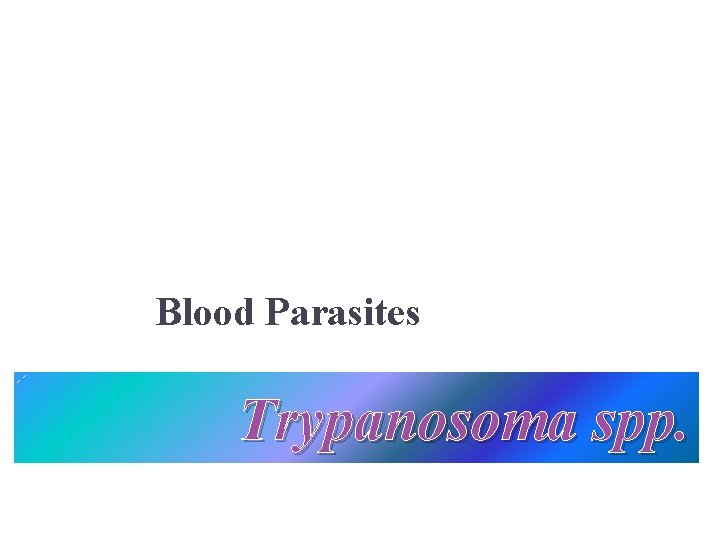 Blood Parasites Trypanosoma spp. 