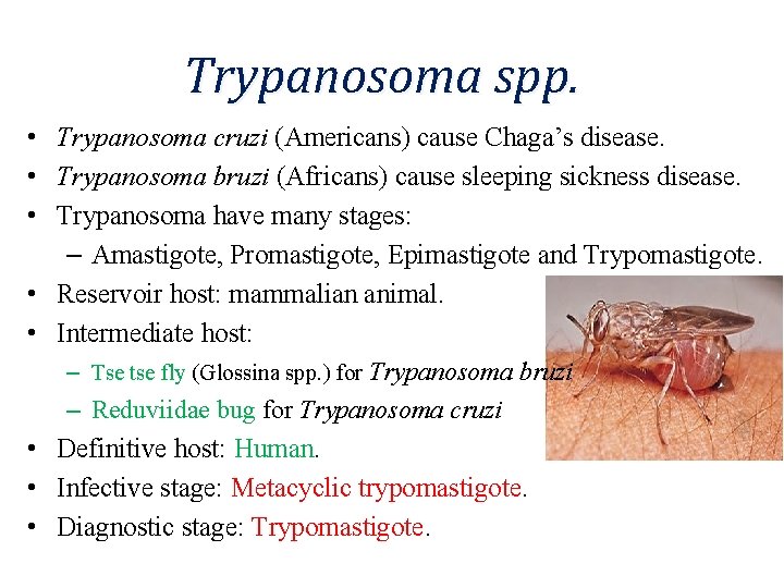 Trypanosoma spp. • Trypanosoma cruzi (Americans) cause Chaga’s disease. • Trypanosoma bruzi (Africans) cause
