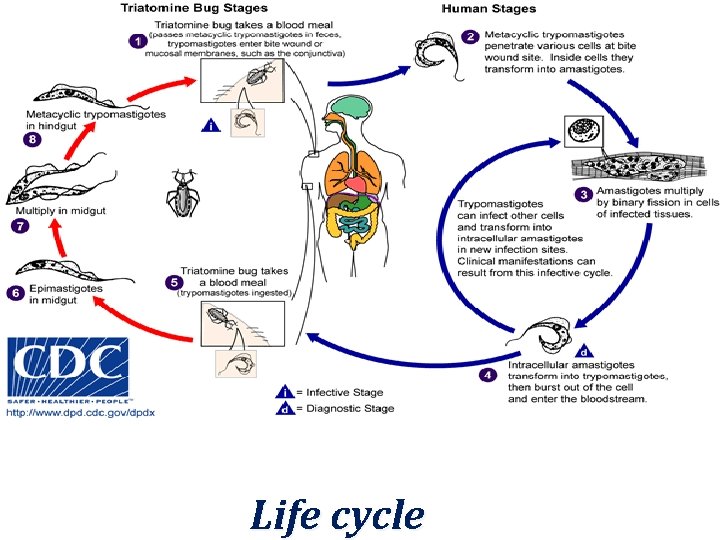 Life cycle 