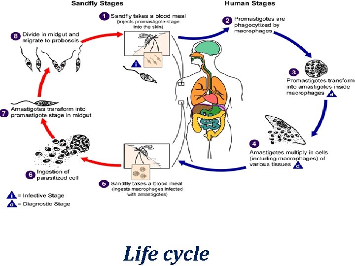 Life cycle 