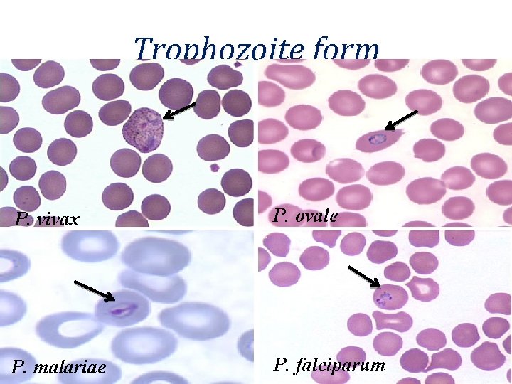 Trophozoite form P. vivax P. ovale P. malariae P. falciparum 