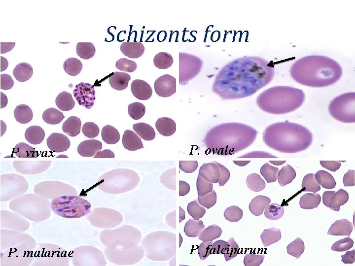 Schizonts form P. vivax P. ovale P. malariae P. falciparum 