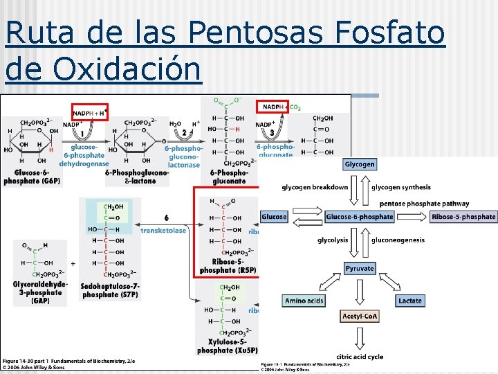 Ruta de las Pentosas Fosfato de Oxidación 