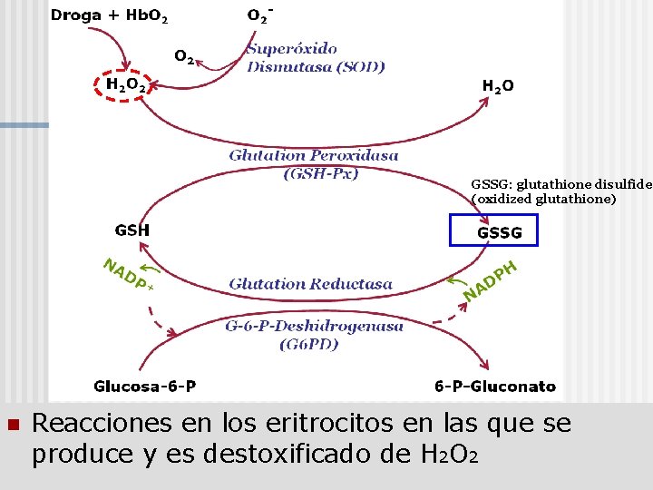 GSSG: glutathione disulfide (oxidized glutathione) n Reacciones en los eritrocitos en las que se