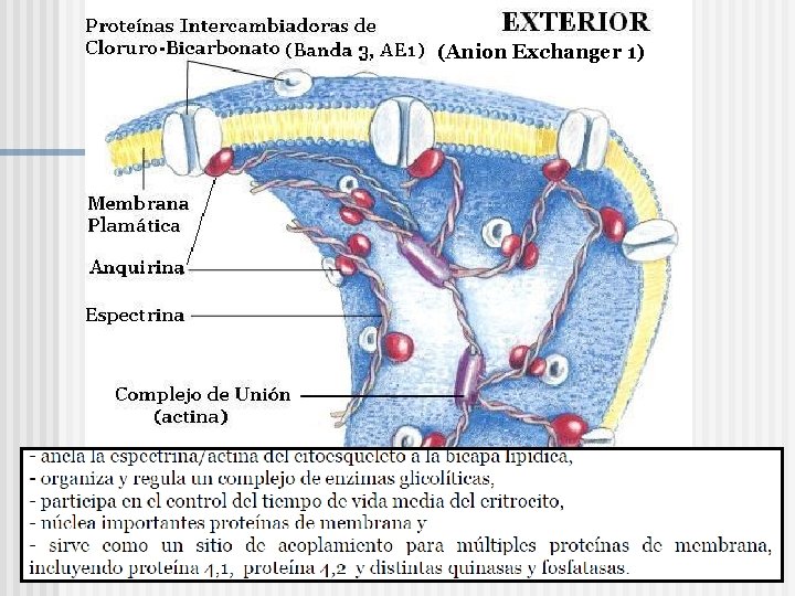 (Anion Exchanger 1) 