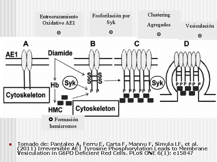 Clustering Entrecruzamiento Oxidativo AE 1 Fosforilación por Syk Agregados Vesiculación Formación hemicromos n Tomado