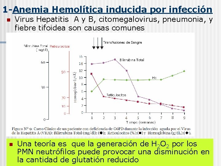 1 -Anemia Hemolítica inducida por infección n n Virus Hepatitis A y B, citomegalovirus,