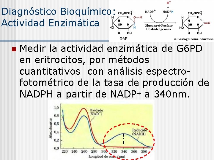 Diagnóstico Bioquímico: Actividad Enzimática n Medir la actividad enzimática de G 6 PD en