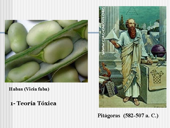 Habas (Vicia faba) 1 - Teoría Tóxica Pitágoras (582 -507 a. C. ) 