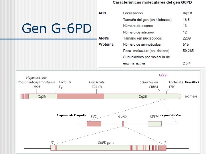 Gen G-6 PD Hemofilia A Disqueratosis Congénita Ceguera al Color 
