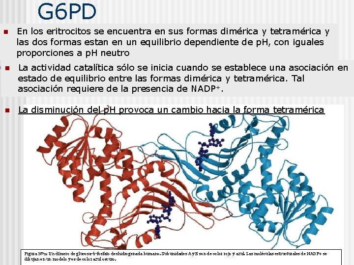 G 6 PD n En los eritrocitos se encuentra en sus formas dimérica y