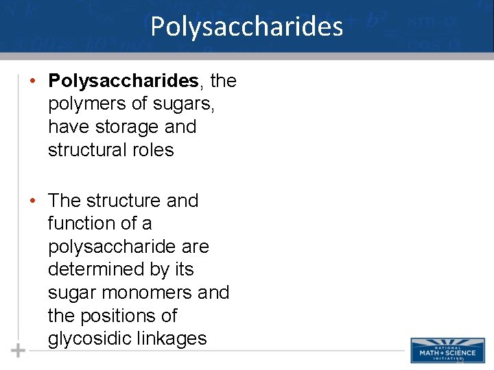 Polysaccharides • Polysaccharides, the polymers of sugars, have storage and structural roles • The
