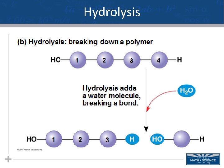 Hydrolysis 6 