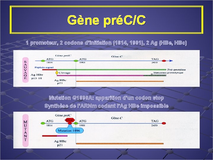 Gène préC/C 1 promoteur, 2 codons d’initiation (1814, 1901), 2 Ag (HBe, HBc) Mutation