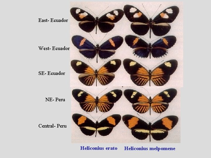 East- Ecuador West- Ecuador SE- Ecuador NE- Peru Central- Peru Heliconius erato Heliconius melpomene