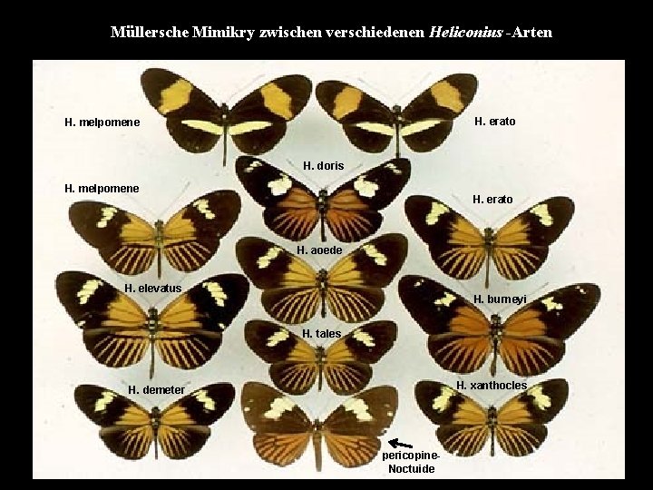 Müllersche Mimikry zwischen verschiedenen Heliconius -Arten H. erato H. melpomene H. doris H. melpomene