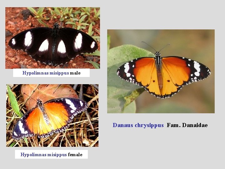 Hypolimnas misippus male Danaus chrysippus Fam. Danaidae Hypolimnas misippus female 