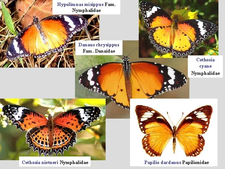Hypolimnas misippus Fam. Nymphalidae Danaus chrysippus Fam. Danaidae Cethosia cyane Nymphalidae Cethosia nietneri Nymphalidae