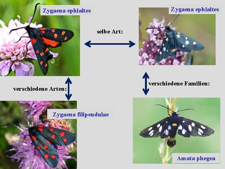 Zygaena ephialtes selbe Art: verschiedene Arten: verschiedene Familien: Zygaena filipendulae Amata phegea 