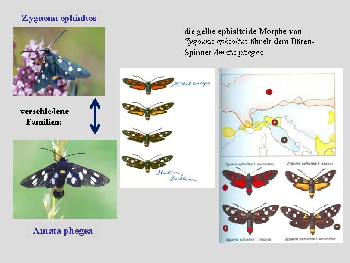 Zygaena ephialtes die gelbe ephialtoide Morphe von Zygaena ephialtes ähnelt dem Bären. Spinner Amata