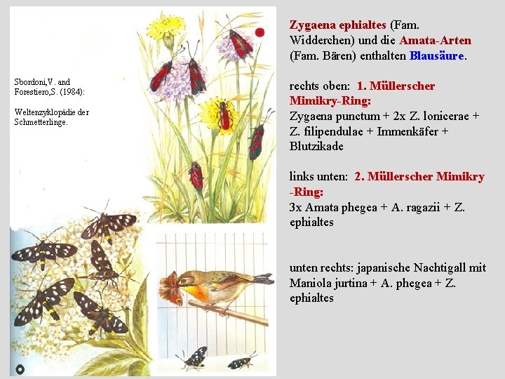 Zygaena ephialtes (Fam. Widderchen) und die Amata-Arten (Fam. Bären) enthalten Blausäure. Sbordoni, V. and