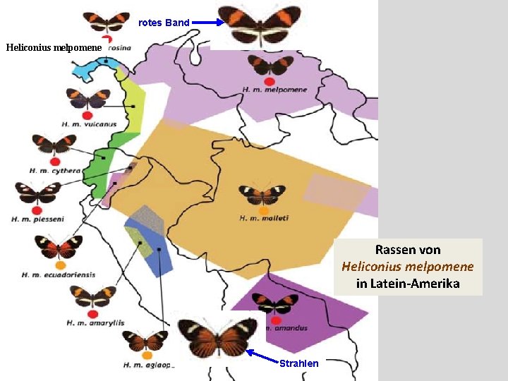 rotes Band Heliconius melpomene Rassen von Heliconius melpomene in Latein-Amerika Strahlen 