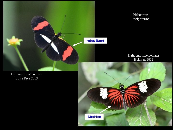 Heliconius melpomene rotes Band Heliconius melpomene Bolivien 2013 Heliconius melpomene Costa Rica 2013 Strahlen