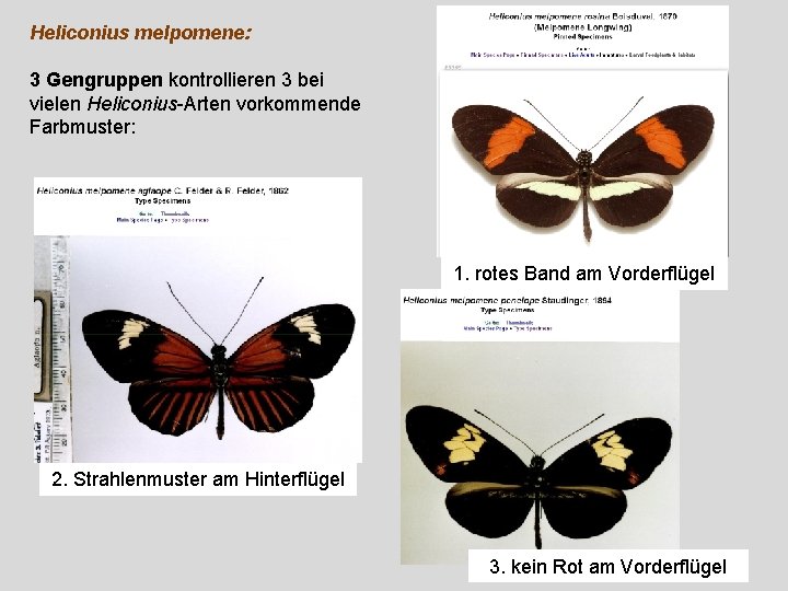 Heliconius melpomene: 3 Gengruppen kontrollieren 3 bei vielen Heliconius-Arten vorkommende Farbmuster: 1. rotes Band